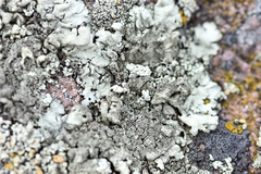 Xanthoparmelia mexicana