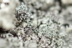 Xanthoparmelia mexicana