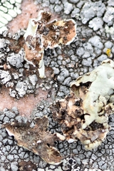 Xanthoparmelia mexicana