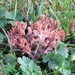 Beige Coral Fungus - Photo (c) Pete Mella, some rights reserved (CC BY-NC-ND)