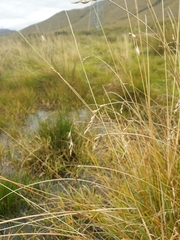 Carex kaloides