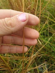 Carex kaloides