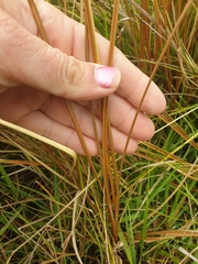 Carex kaloides