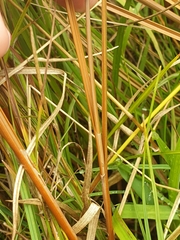 Carex kaloides