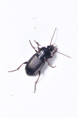 Pterostichus laticollis
