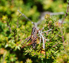 Chlorodectes montanus