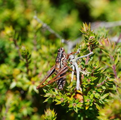 Chlorodectes montanus
