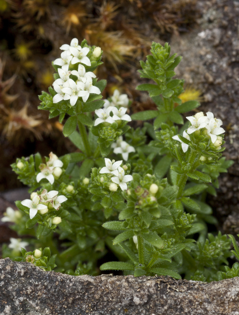 Asperula pusilla