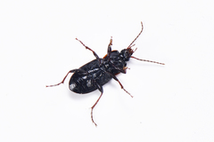 Pterostichus laticollis