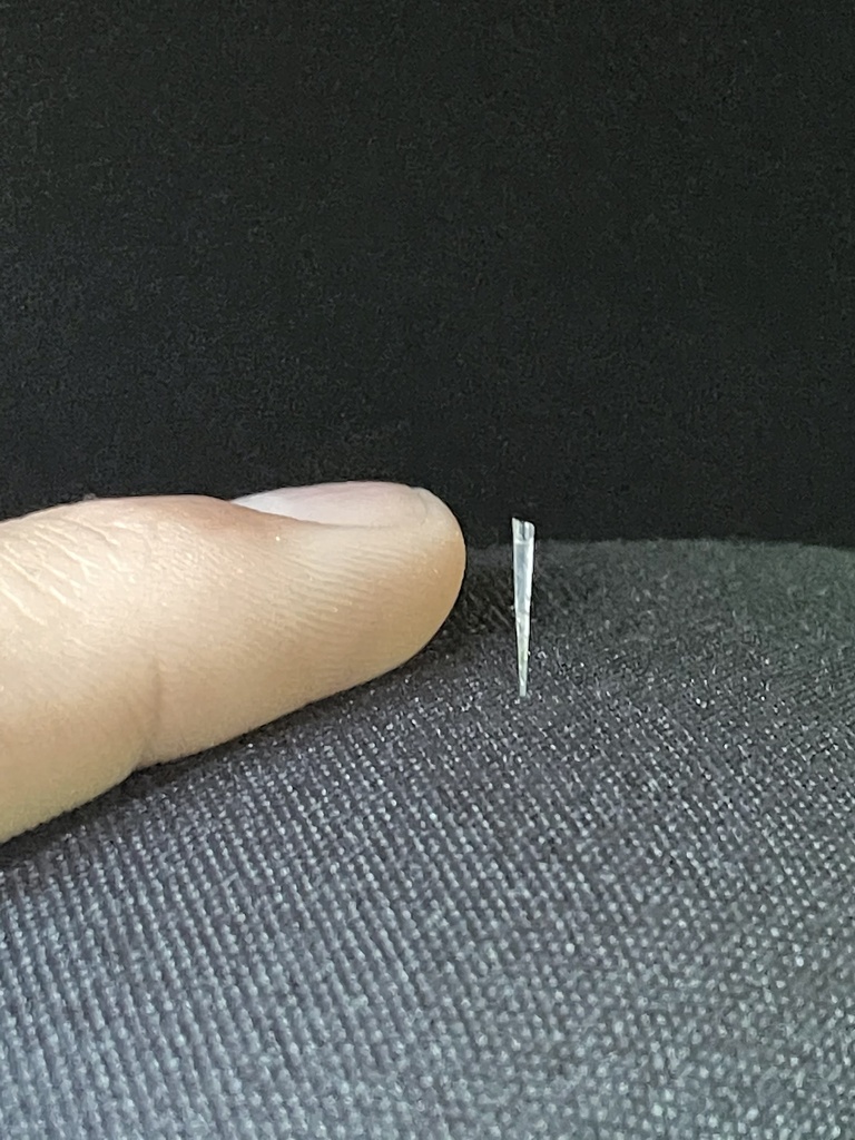 Needle Sea Butterfly