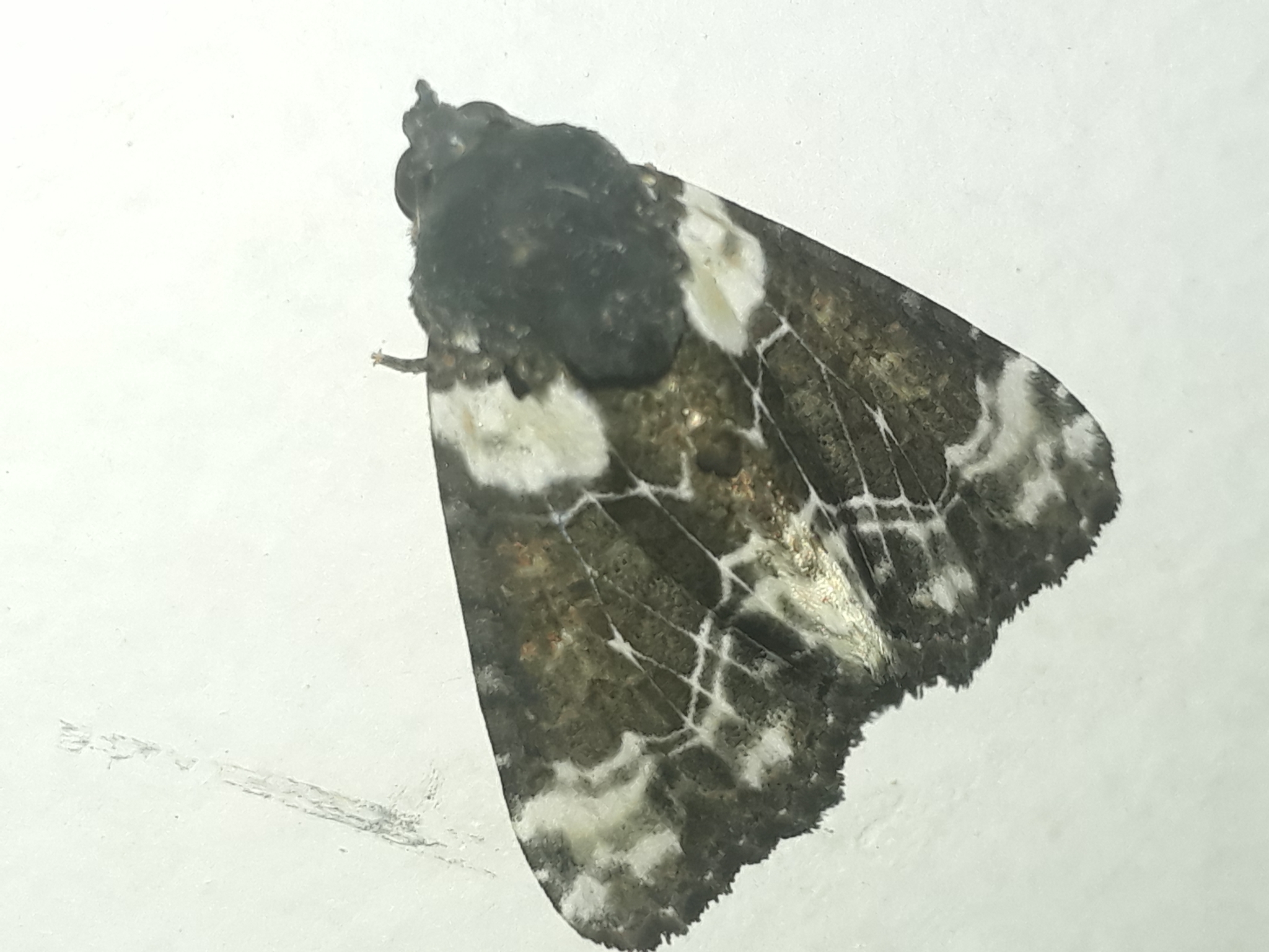 Noctuidae image