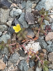Portulaca quadrifida