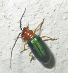 Spilocephalus intermedius