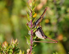 Chlorodectes montanus