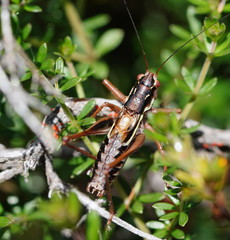 Chlorodectes montanus
