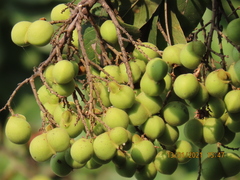 Sapindus emarginatus