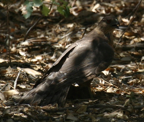 iNaturalist observation photo of Cooper's Hawk