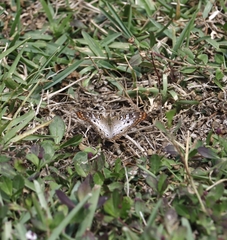 Anartia jatrophae