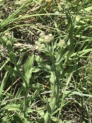 Erigeron variifolius
