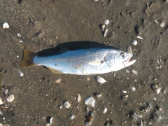 Seriphus politus