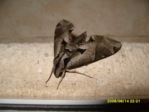 Satellite Sphinx photo 2