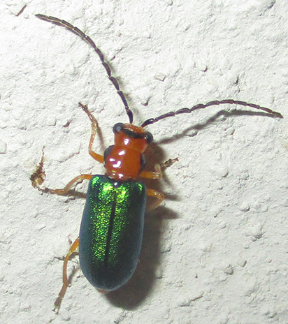 Spilocephalus