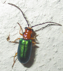 Spilocephalus intermedius