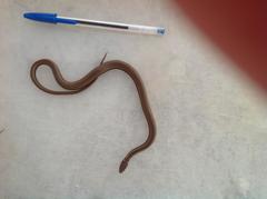 Coniophanes meridanus