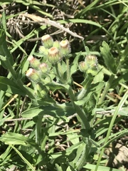 Erigeron variifolius