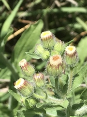 Erigeron variifolius
