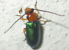Spilocephalus intermedius