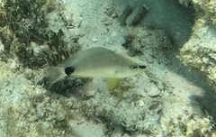 Hypoplectrus unicolor