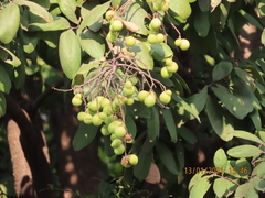 Sapindus emarginatus