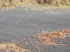 Monticola solitarius