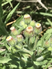 Erigeron variifolius
