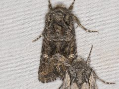 Lacinipolia circumcincta