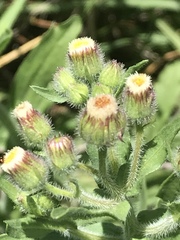 Erigeron variifolius
