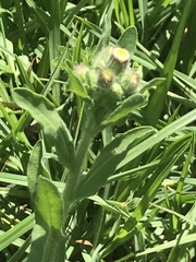 Erigeron variifolius