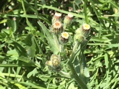 Erigeron variifolius