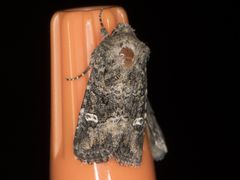 Lacinipolia circumcincta