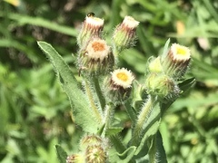 Erigeron variifolius