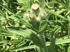 Erigeron variifolius