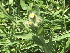 Erigeron variifolius