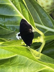 Ephyriades arcas
