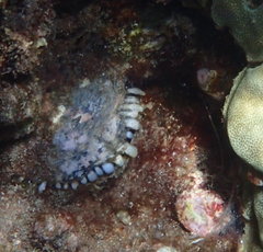Pinctada margaritifera