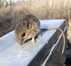 Reithrodontomys fulvescens