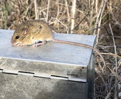 Reithrodontomys fulvescens