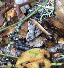 Hydriomena albifasciata
