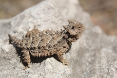 Phrynosoma asio