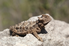 Phrynosoma asio